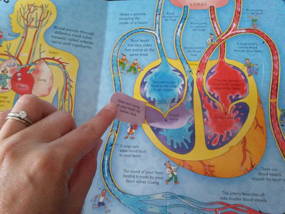 See inside Your Body3
